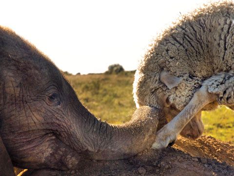 https://i.postimg.cc/L6MdCs9z/Animal-Friendships-04-Elephant-Sheep-sl.jpg