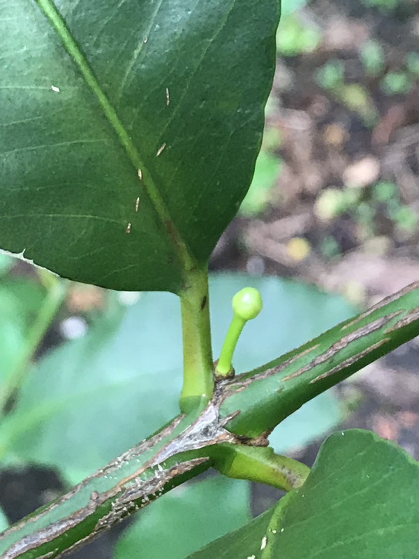 lemon drop flower bud 11 2018