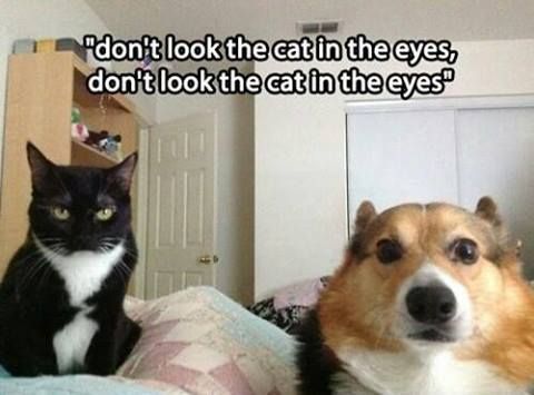 Cat Humor #7