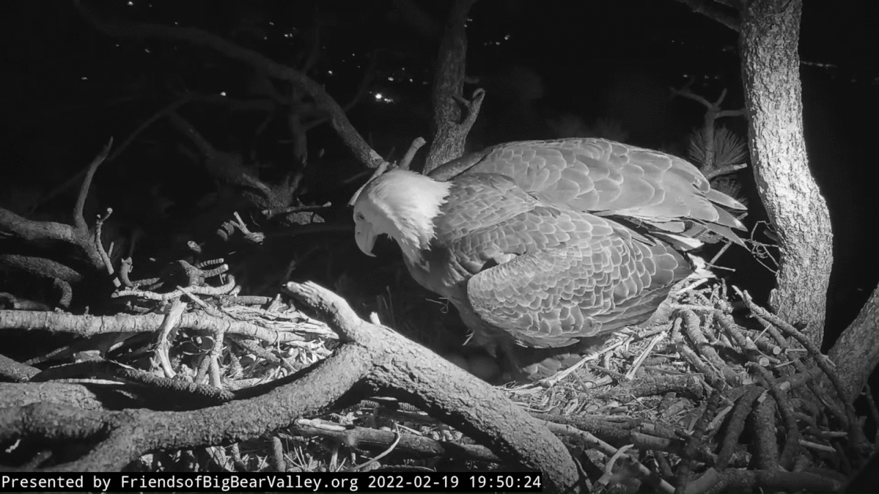 Webp.net-gifmaker (5)