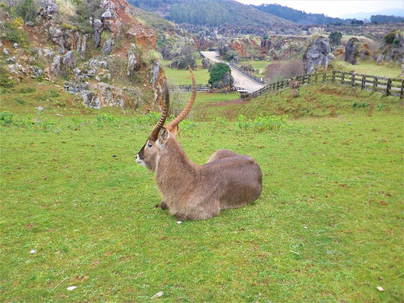 PARQUE NATURAL DE CABÁRCENO-2-2-2011-CANTABRIA - Paseando por España-1991/2024 (45)