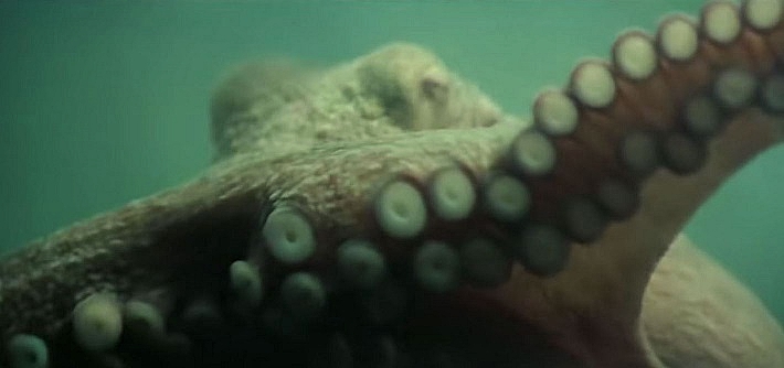 CLAUDE-AKINS-TENTACLES-3-B-FOTOR.jpg