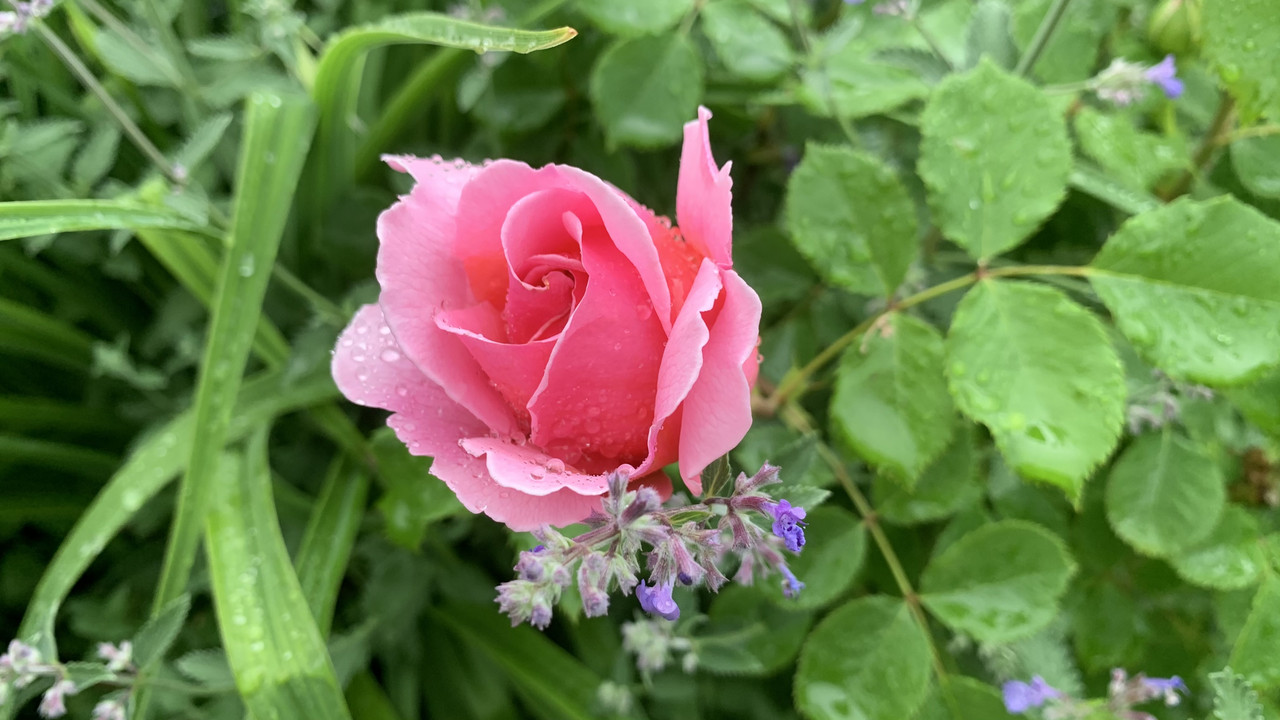 76BC72E9-5711-42DC-A475-AF244C26BC47