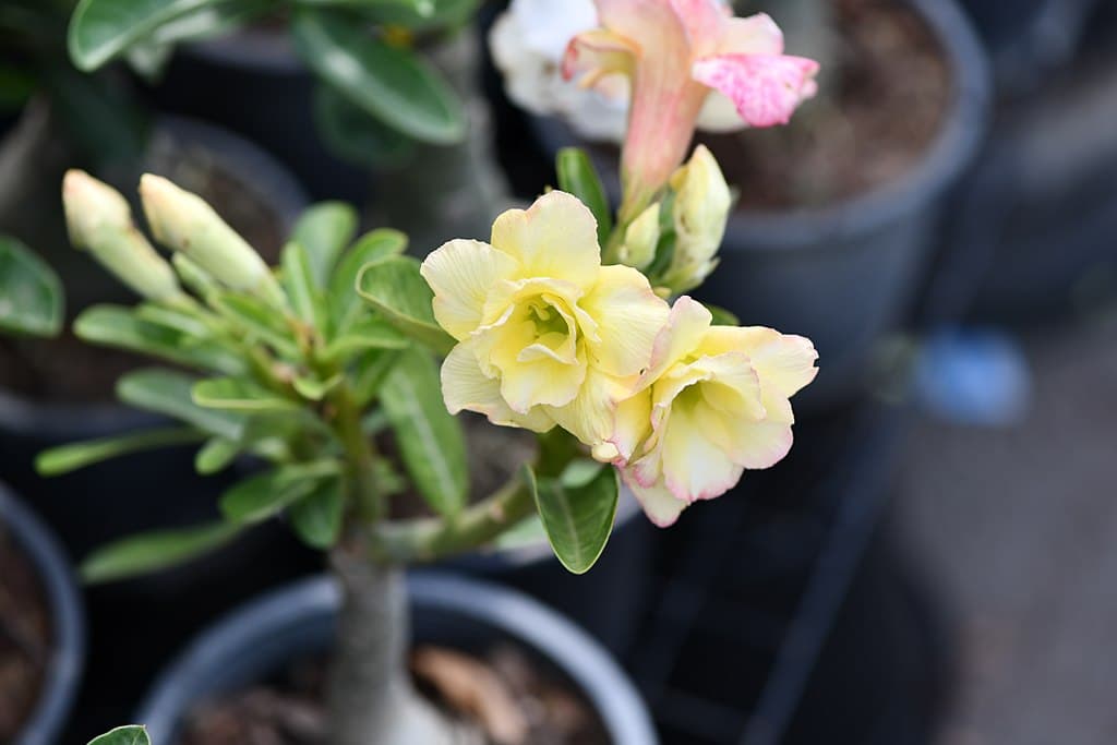 adenium-blooming-after-pruning-branches.jpg