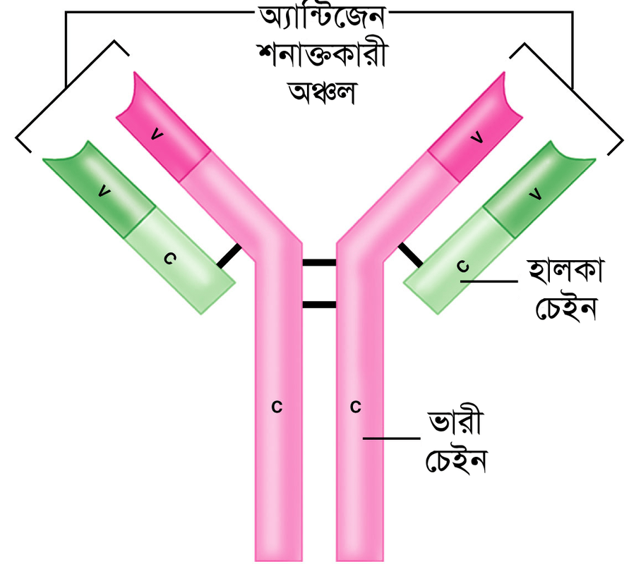 Antibody Structure