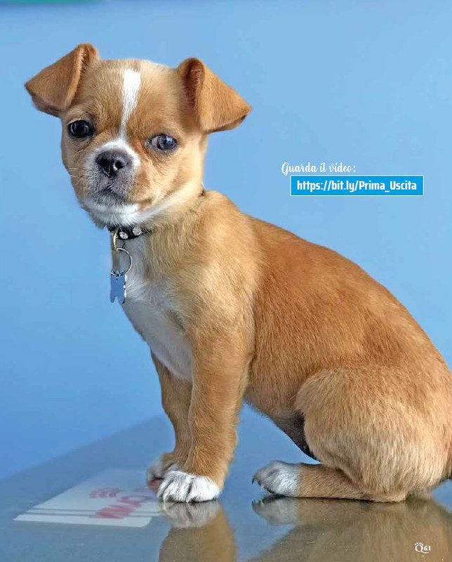 QuattroZampe Dic 2022-Gen 2023 (8)