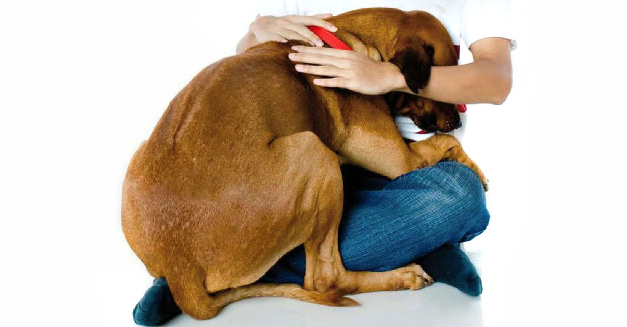 Perro muere de un paro cardiaco a causa de la pirotecnia en Reynosa