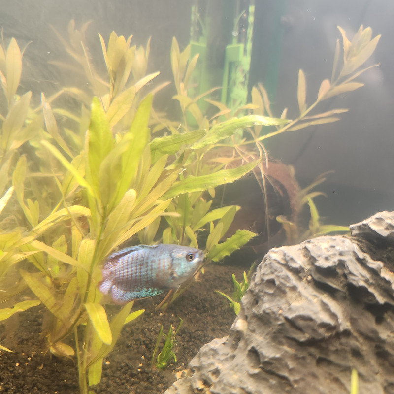 17538230158213237700552871728503