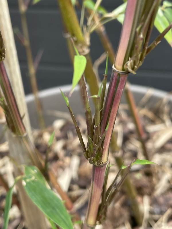 5B62D173-FDE5-4B03-A25B-C88C6834B230