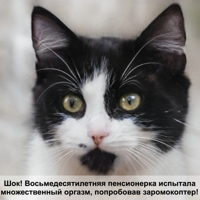 порода кошек сфинкс фото