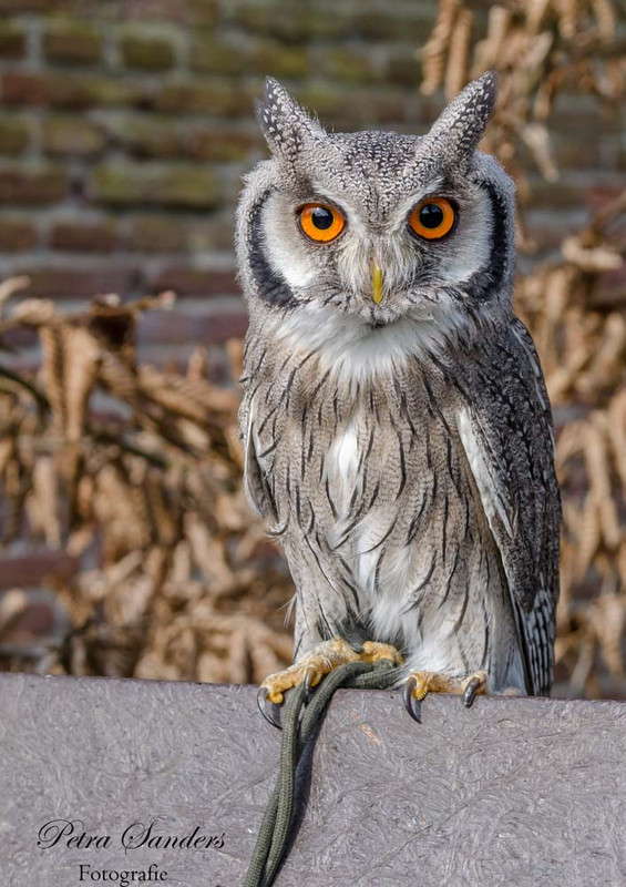Fotografie