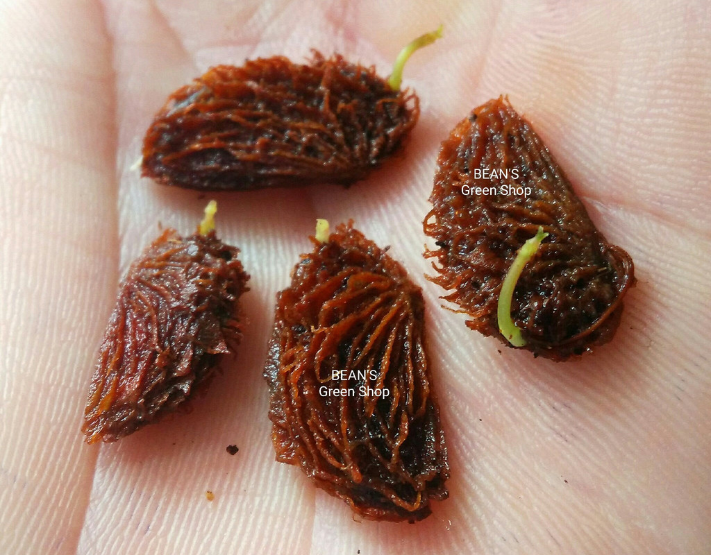 Sprouted kundong seed2-3