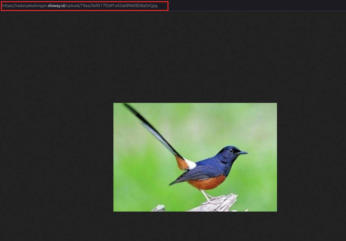 burung