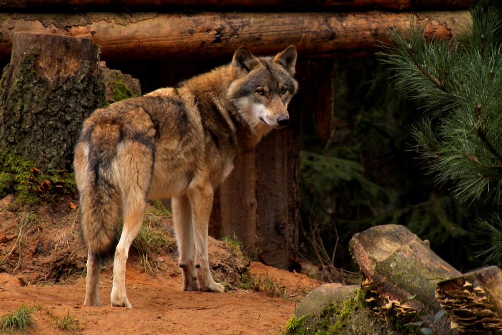 european-greywolf1-by-quiet-bliss-d894uy4-fullview.jpg