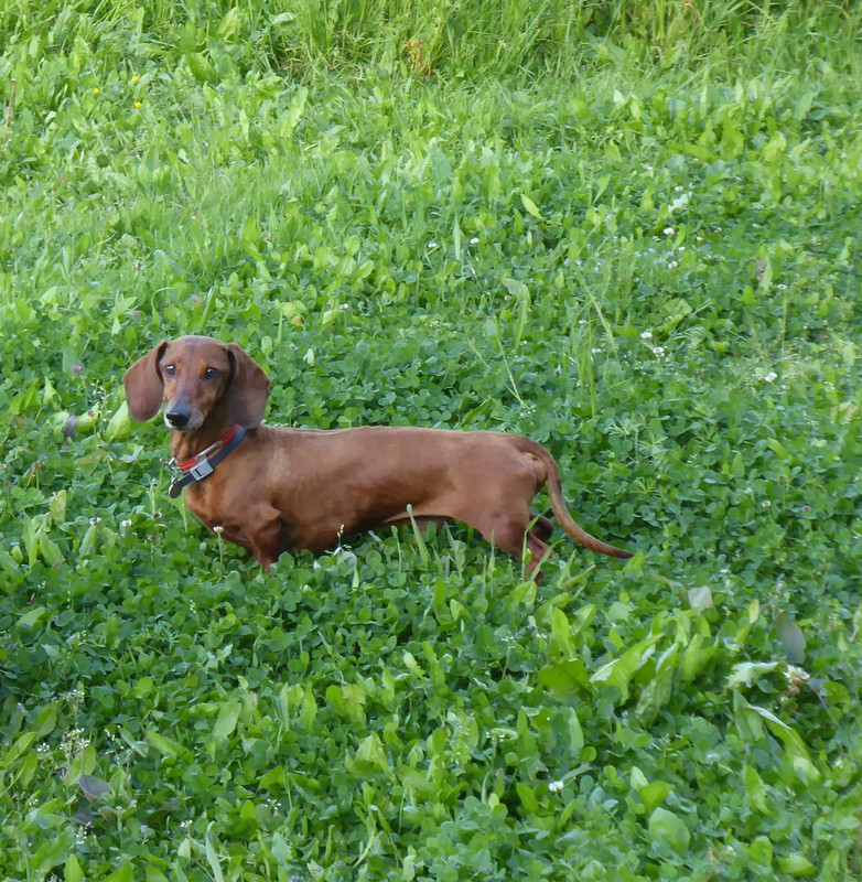 [Image: P1040970.jpg]