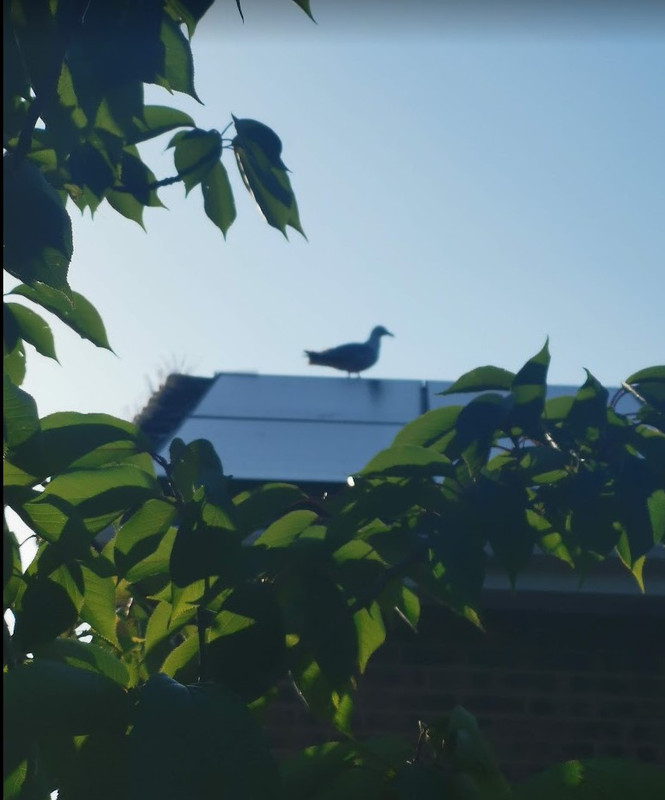 Seagull.jpg
