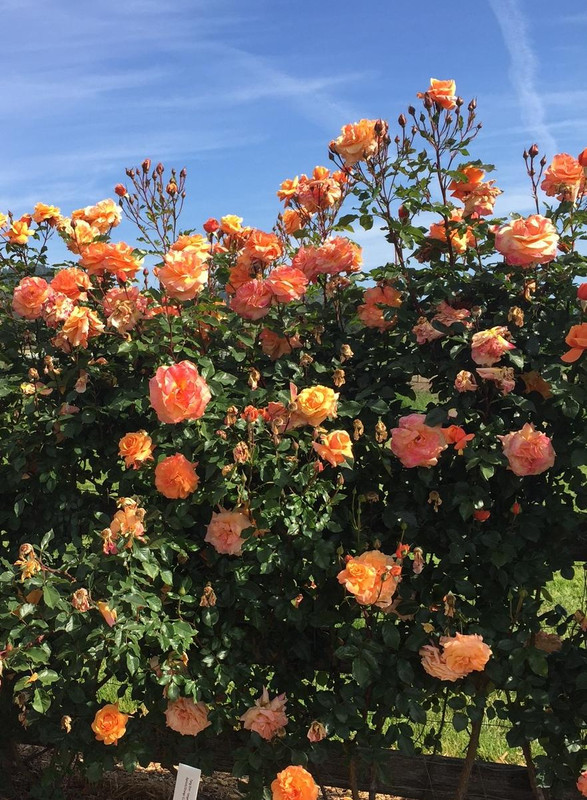 Tangerine Skies -22