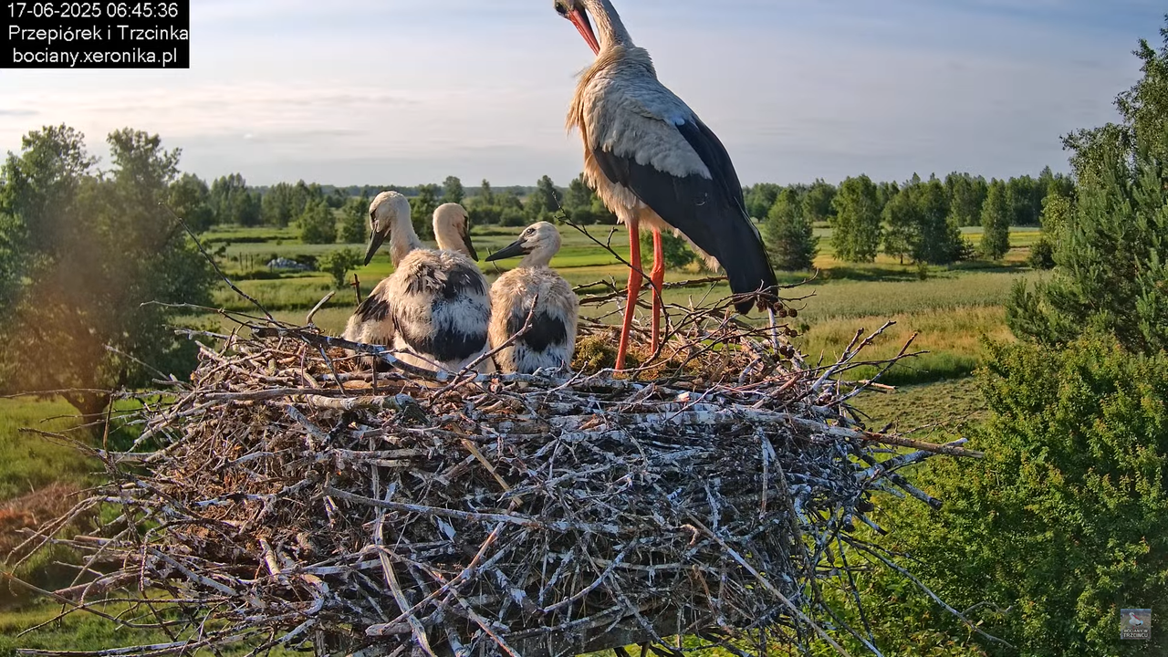 17062025bociany21