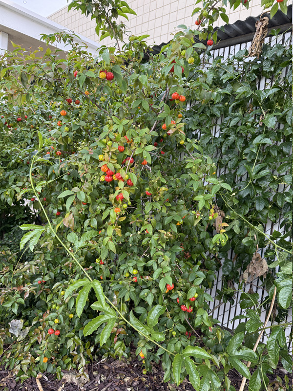 IMG 4763