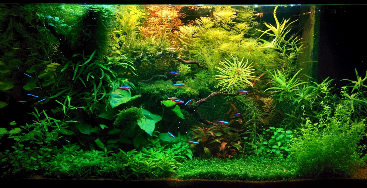 IMG_20170602_215821 (5)