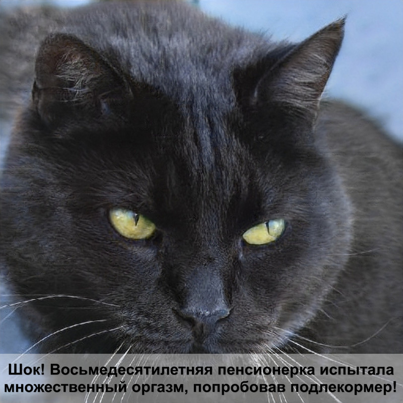 домики для кошек фото