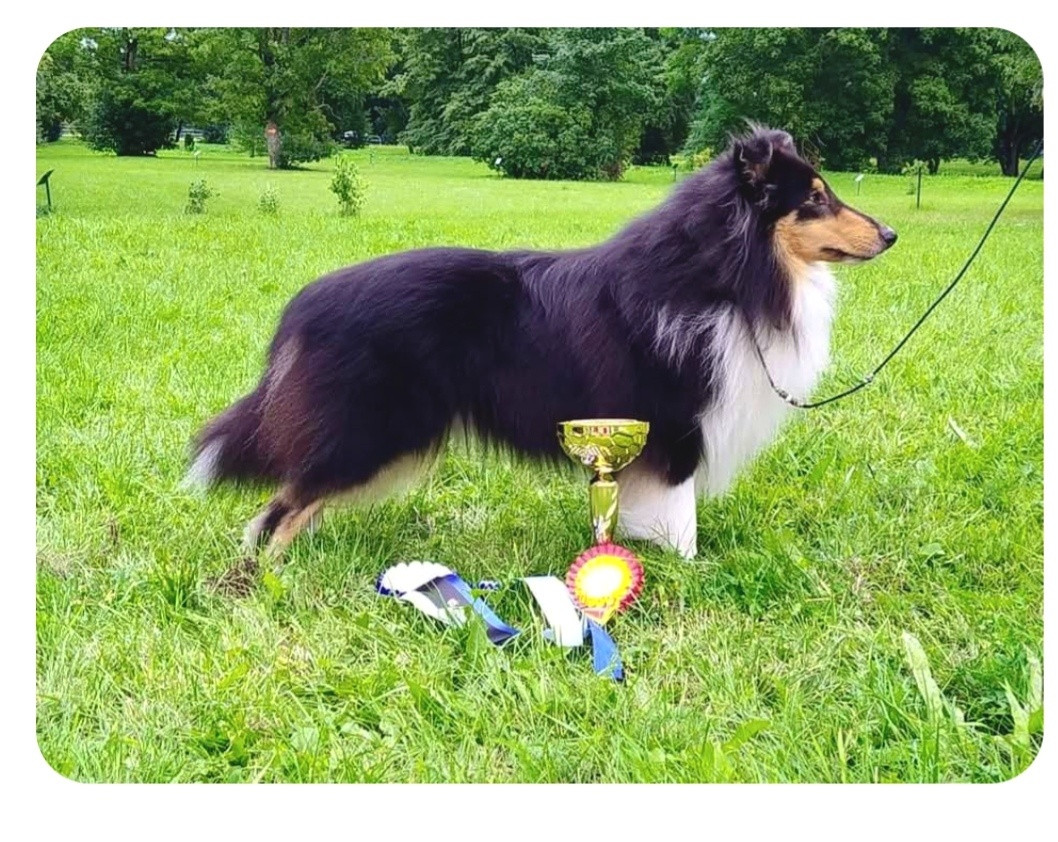 Pitkäkarvainen collie, Siniketun Il Duce Rosso