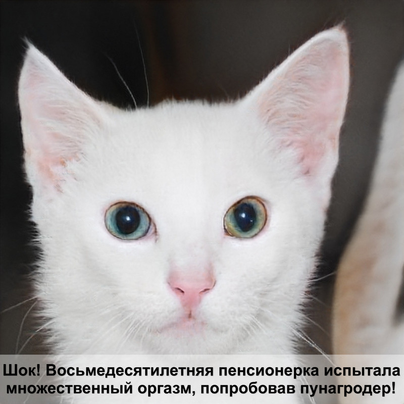 британская кошка разных окрасов