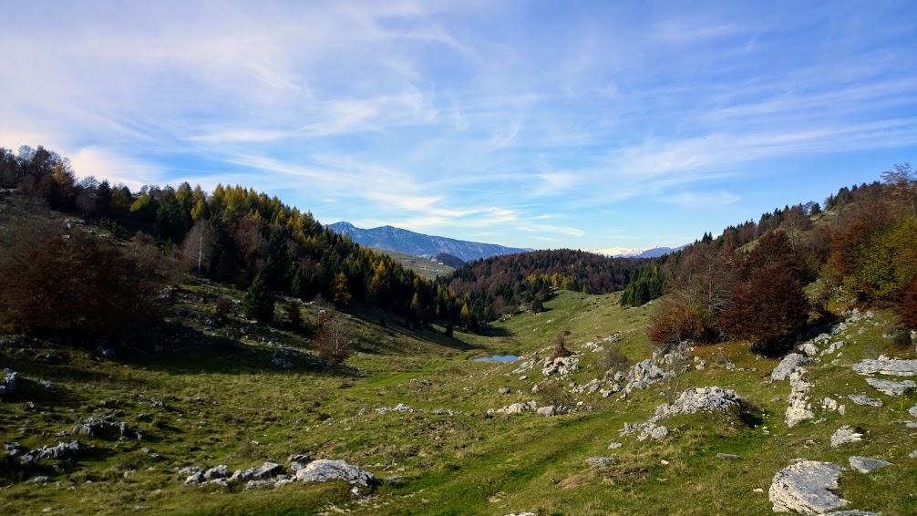 Translessinia