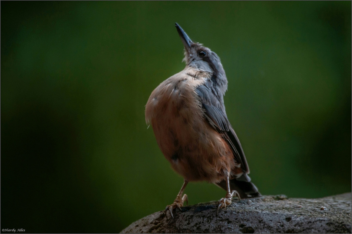 _DSC3502 2018 Vögel  LRERWZ