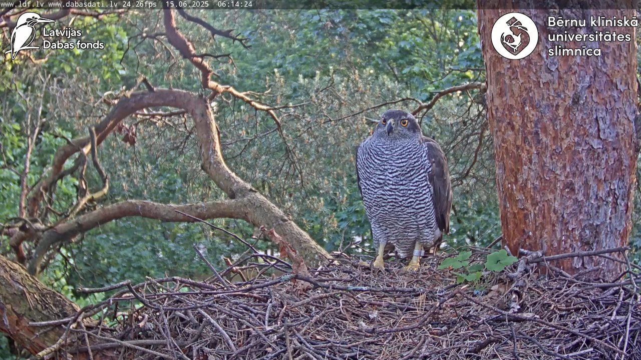 Vistu vanags (Accipiter gentilis) BKUS teritorijā – 2. ligzda 4-58-5 screenshot