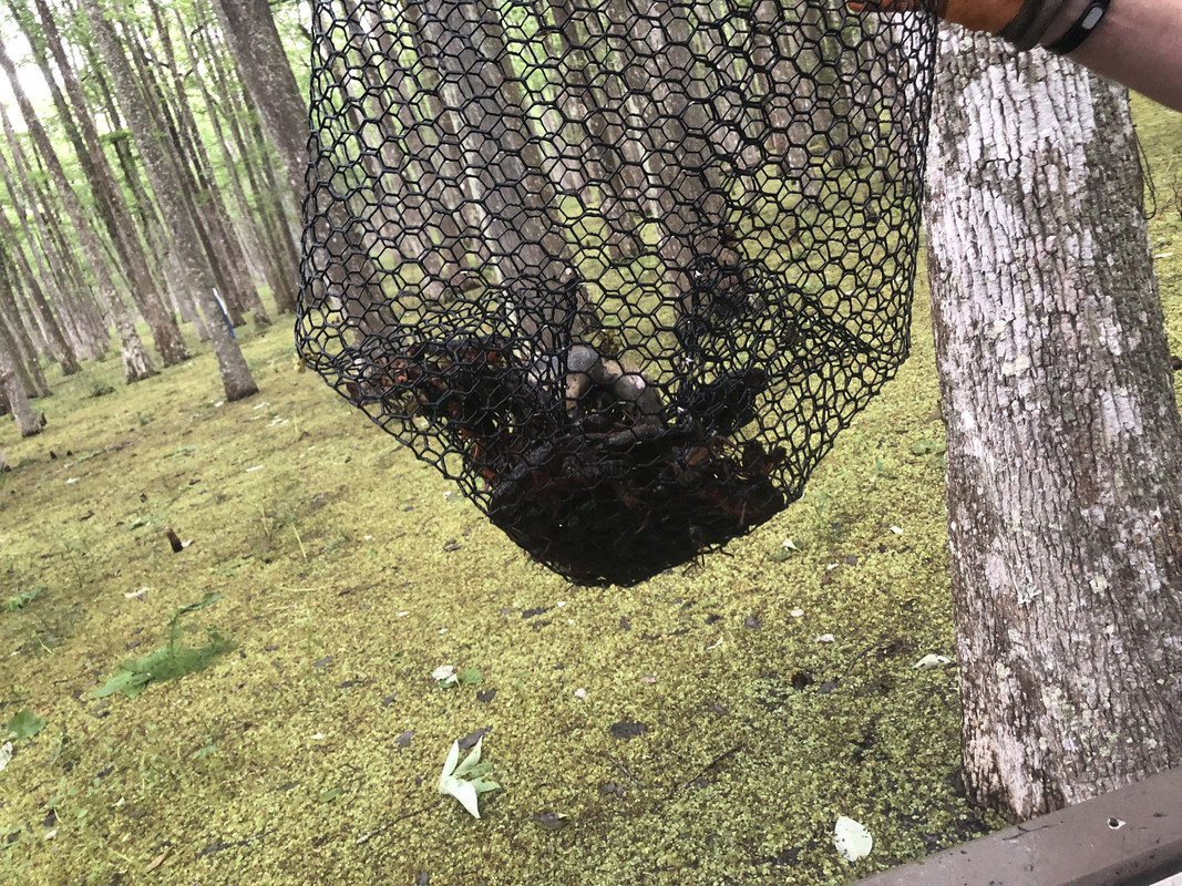 Diy Crayfish Trap How To Build A Crawfish Trap Women In The Woods
