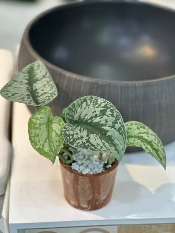 ceramic tile