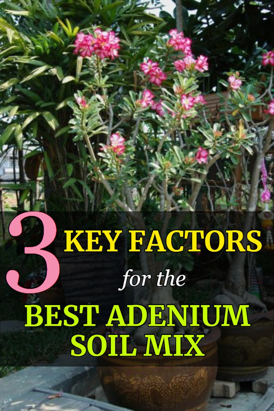 ideal-adenium-potting-mix-factors.jpg