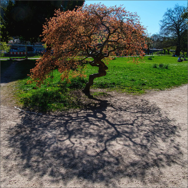 XT5A7818-Verbessert-RR  2025 SB Staden LR ERWZ FB