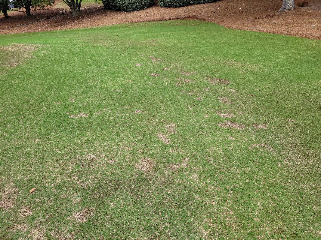 Spring Dead Spot? | Lawn Care Forum