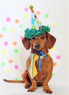 [Image: f-te-teckel-3.jpg]