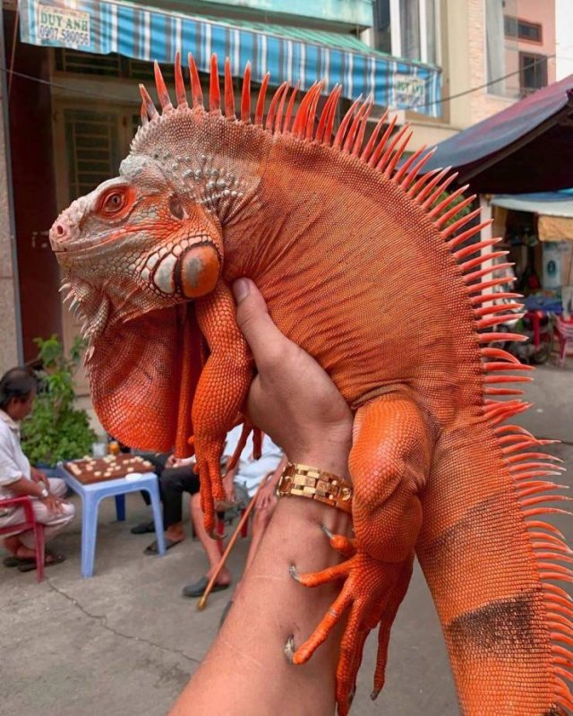 Amazing-36