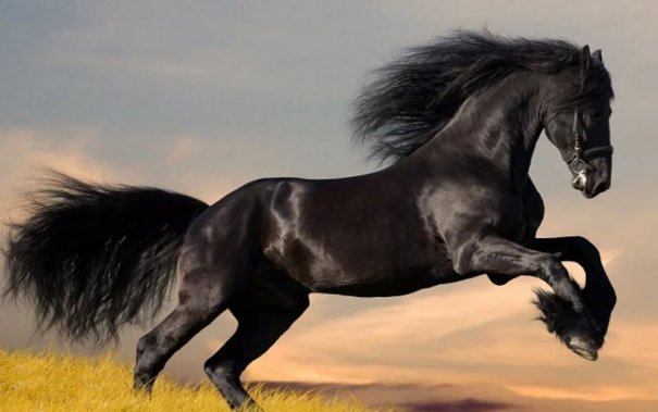 frison.jpg