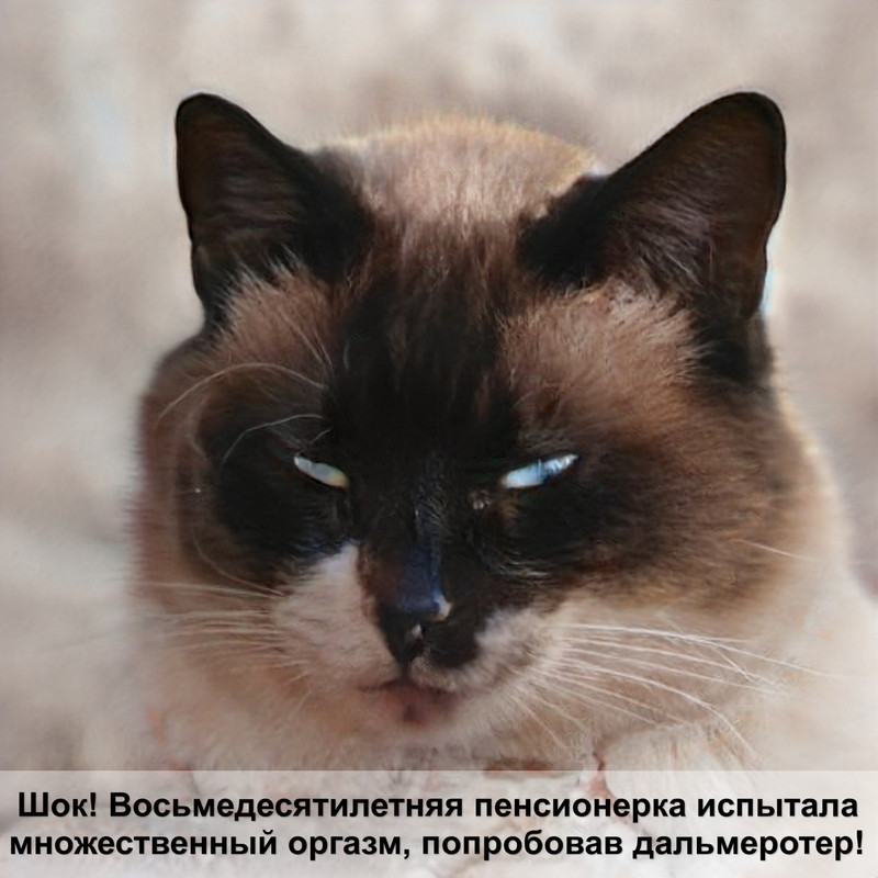 фото красивых котов