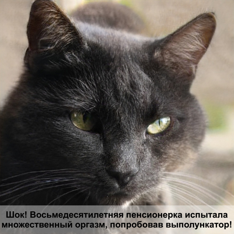 бенгальская кошка шоколадного окраса