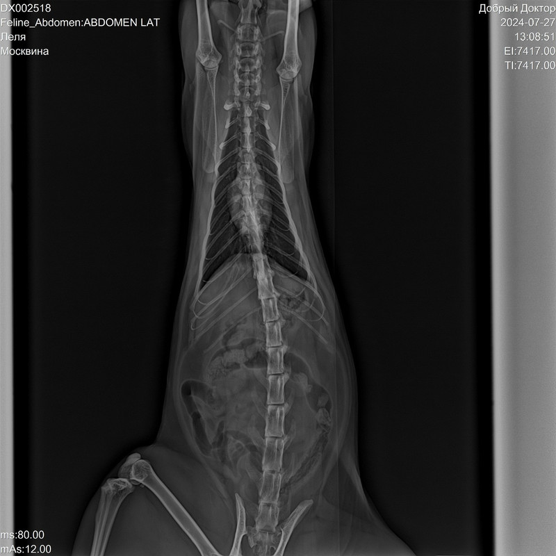 кошка рентген 2