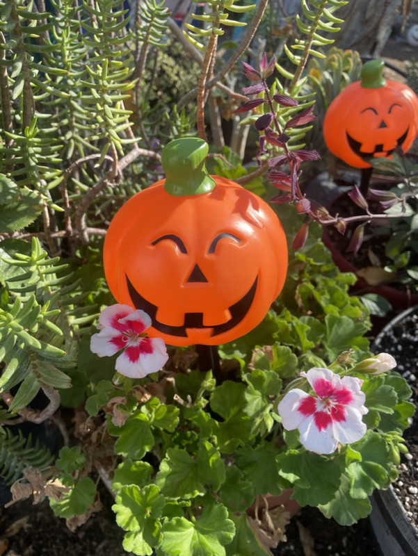 2F9731F4-45E5-4E97-9FF4-E649C2EAF6C4_1_105_c