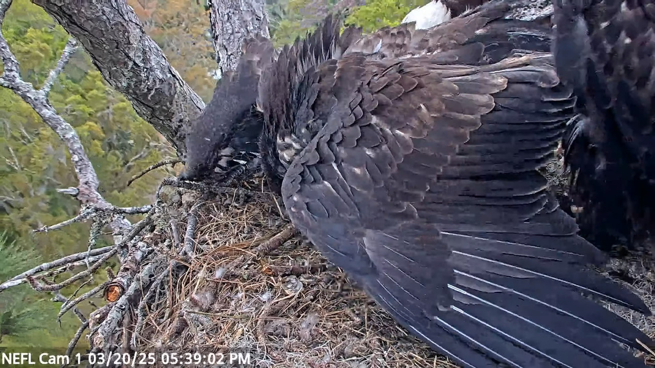 NEFL Cam 1 — tiešraidē Bald Eagle Cam 3-39-20 screenshot