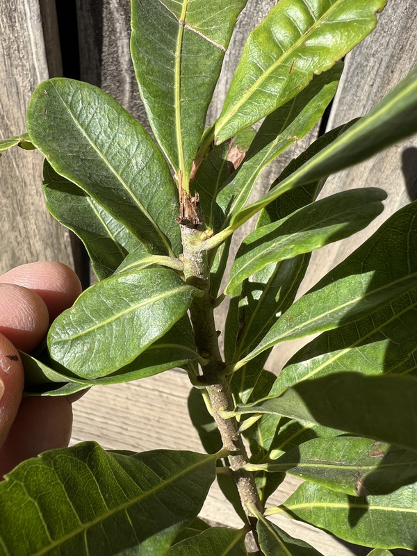 81A05B64-A2C5-480F-A19C-78AB5BF1E6AA