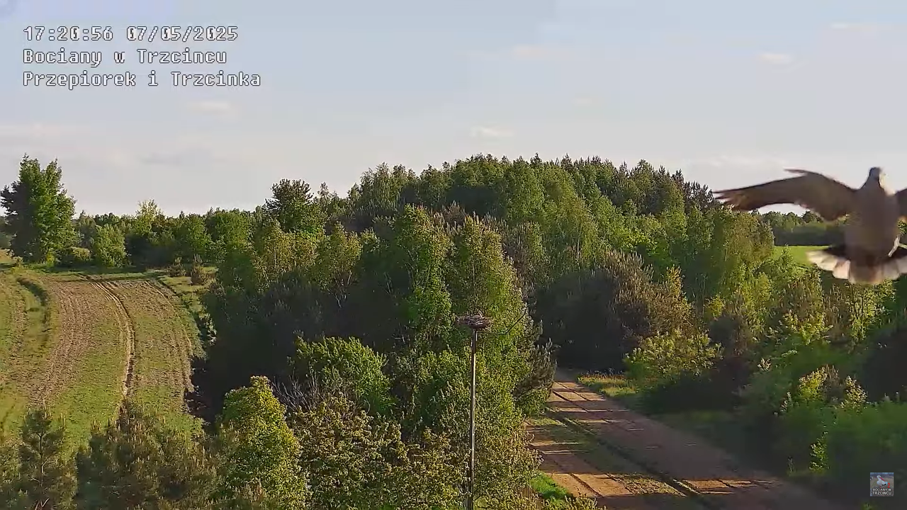 07052025bociany21