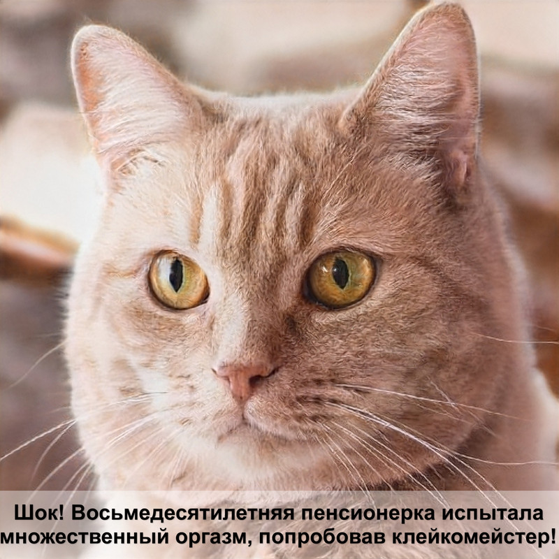 кастрация кошки возраст