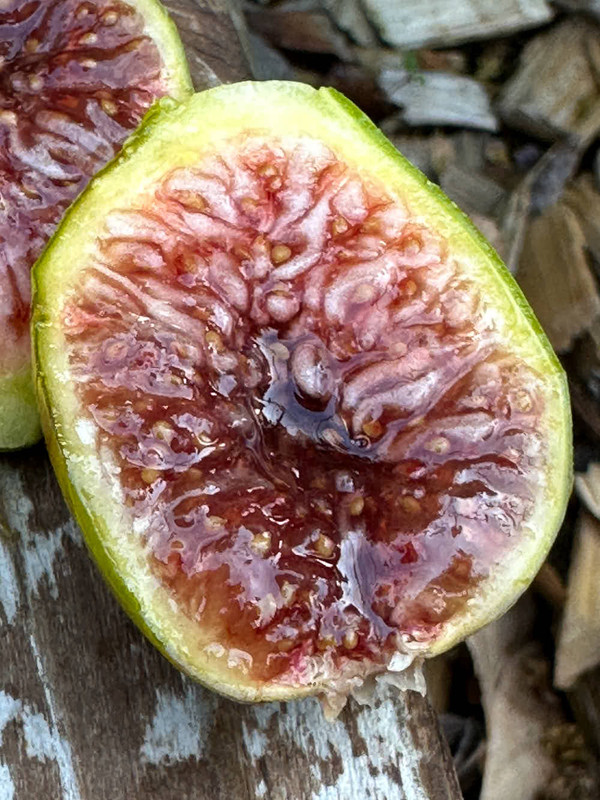figs-3.jpg