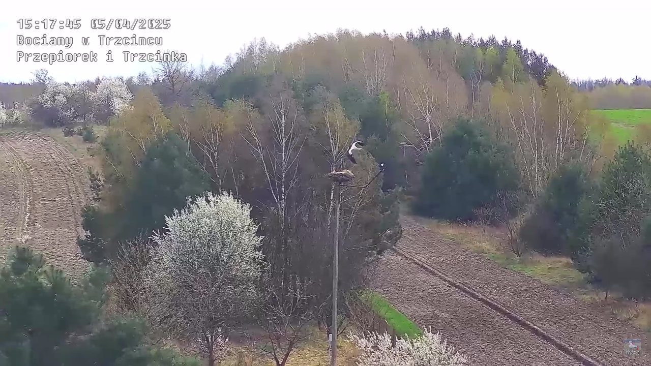 05042025paresekundwgniezdzie_30