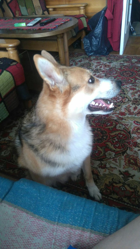 Булька_05_18_2