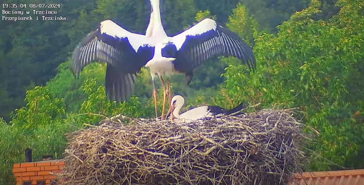 wielkiewyrosnietebocki